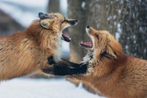 素人から見たスライハンドとギミック